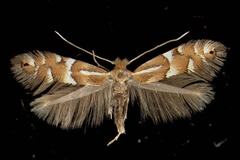 Phyllonorycter ulmifoliella