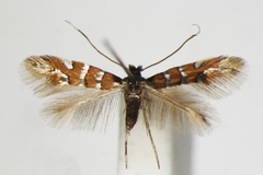 Phyllonorycter schreberella