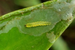 Phyllocnistis selene