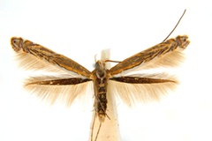 Pogonocephala heteropsis