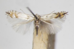 Phyllocnistis labyrinthella