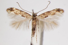 Phyllonorycter chiclanella