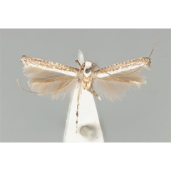 /filer/webapps/moths_gc/media/images/D/dialeuca_Toowoomba_LT_ANIC31-075717_dorsal.jpg