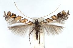Sauterina hofmanniella