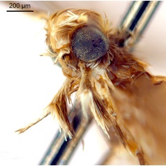 /filer/webapps/moths_gc/media/images/V/virosae_Diphtheroptila_HT_head2_ANIC.jpg