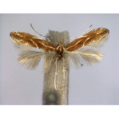 /filer/webapps/moths_gc/media/images/C/corylifoliella_Phyllonorycter_A_EIHU.jpg