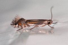 Phyllocnistis podocarpa