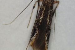 Conopomorpha sinensis