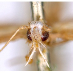 /filer/webapps/moths_gc/media/images/A/australis_Ornica_LTF_head_De-Prins-etal_2025_272.jpg