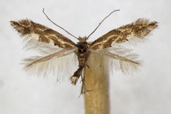 Phyllonorycter connexella