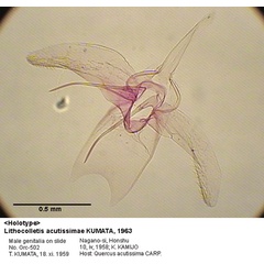 /filer/webapps/moths_gc/media/images/A/acutissimae_Phyllonorycter_GM_HT_502_EIHU.jpg