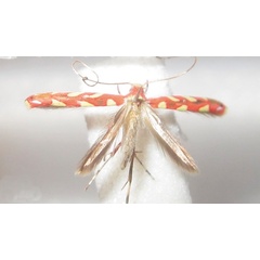 /filer/webapps/moths_gc/media/images/E/eugeniella_Macarostola_A_Bippus_2019_26_22.jpg