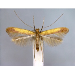 /filer/webapps/moths_gc/media/images/G/glycyrrhizae_Caloptilia_PT_EIHU.jpg