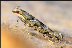 Acrocercops brongniardella
