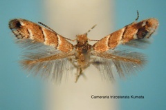 Cameraria trizosterata