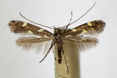 Calybites phasianipennella