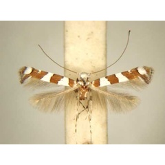 /filer/webapps/moths_gc/media/images/T/terminalina_Acrocercops_PT_TMSA6194.jpg