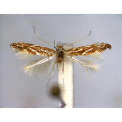 /filer/webapps/moths_gc/media/images/M/millierella_Phyllonorycter_A_EIHU.jpg