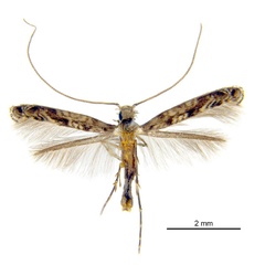/filer/webapps/moths_gc/media/images/C/crotonella_Diphtheroptila_PT12_ANIC.jpg