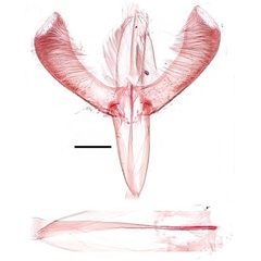 /filer/webapps/moths_gc/media/images/X/xanthopharella_Caloptilia_GM_Guiguet-etal_2026_125.jpg