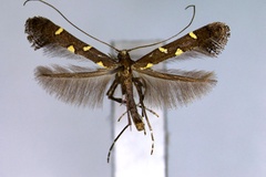 Caloptilia octopunctata