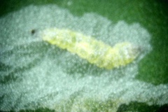 Phyllocnistis psittacanthusella
