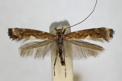 Calybites phasianipennella