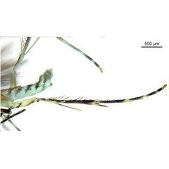 /filer/webapps/moths_gc/media/images/V/virosae_Diphtheroptila_HT_leg_ANIC.jpg