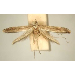 /filer/webapps/moths_gc/media/images/D/dystacta_Pleiomorpha_PT_TMSA6109.jpg