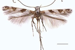 Cryptolectica euryphanta