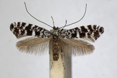 Parornix polygrammella