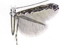 Stomphastis cardamitis