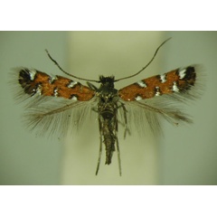 /filer/webapps/moths_gc/media/images/G/gautengi_Porphyrosela_PT_TMSA_04.jpg