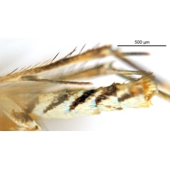 /filer/webapps/moths_gc/media/images/C/cornuta_Diphtheroptilia_HT_abdomen_ANIC.jpg