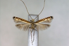 Artifodina japonica