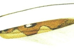 Eucosmophora atlantis