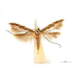 /filer/webapps/moths_gc/media/images/T/trigonophora_Epicephala_AF2_ANIC.jpg
