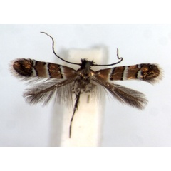 /filer/webapps/moths_gc/media/images/H/hibiscola_Phyllonorycter_PT_RMCA.jpg