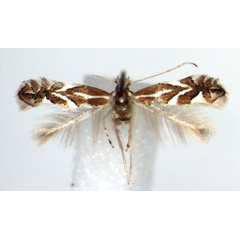 /filer/webapps/moths_gc/media/images/C/cerasicolella_Phyllonorycter_A_WJDP_01.jpg