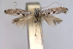 Parornix oculata