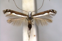 Dialectica aemula