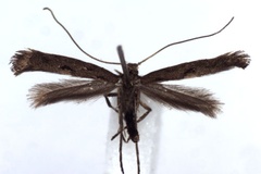 Calybites phasianipennella
