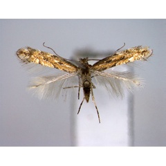 /filer/webapps/moths_gc/media/images/C/carpini_Phyllonorycter_A_EIHU.jpg