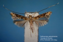 Callicercops yakusimensis