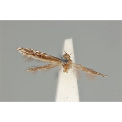 /filer/webapps/moths_gc/media/images/L/leucographa_Parectopa_HT_ANIC31-036702_dorsal.jpg