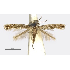 /filer/webapps/moths_gc/media/images/E/epimicta_Parectopa_HT_ANIC.jpg
