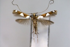 Monocercops resplendens