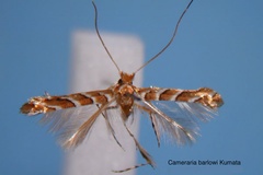 Cameraria barlowi