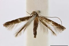 Acrocercops charitopis