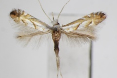 Phyllonorycter nigristella